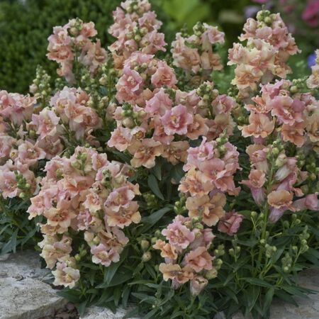 Twinny Peach, (F1) Snapdragon Seeds - Packet image number null